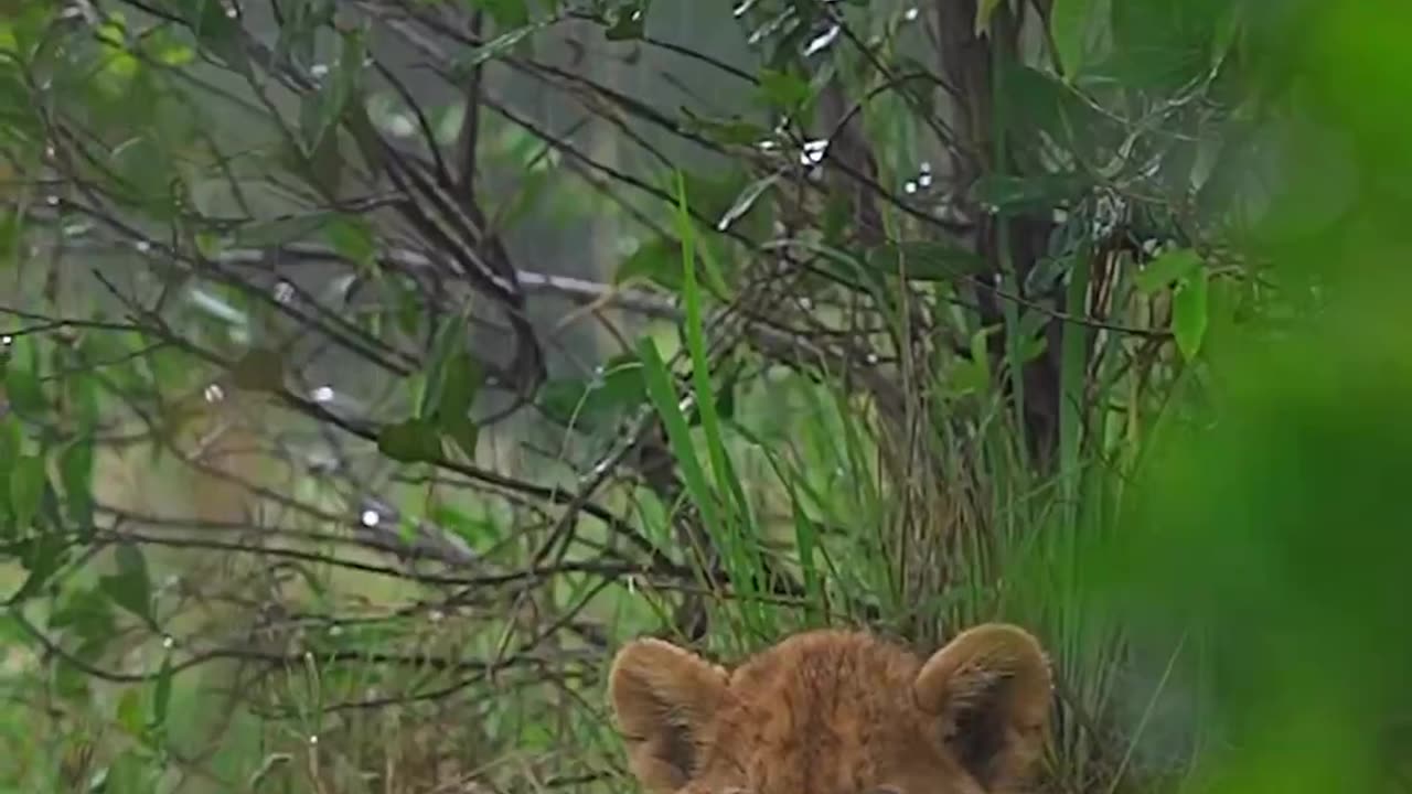 Animal video Lian video