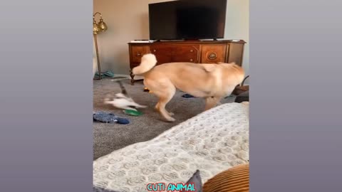Funny video Cat & dog 😹😻 #3