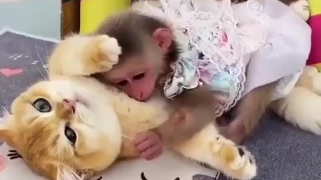 cute monkey