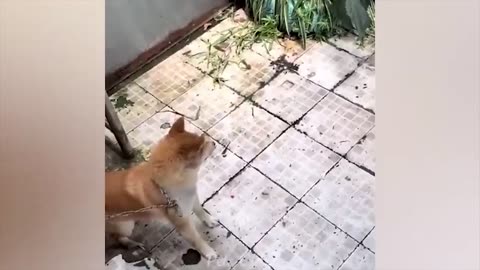 Funny cats and dogs part 2