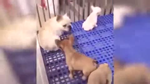 Super Dog Video |Funny Animals Video 2023