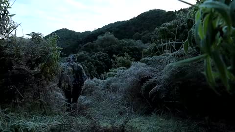 Fish and Forage in Silence ASMR
