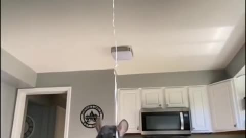 A dog's daily routine