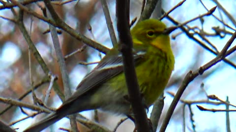 Pine Warbler