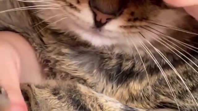 Amazing Funny Cute Cats Viral Clips😹|| Best #funny Cats #shorts Video😂|| #trending #animals
