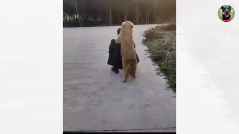 Cute dog and cat funny video Compilation