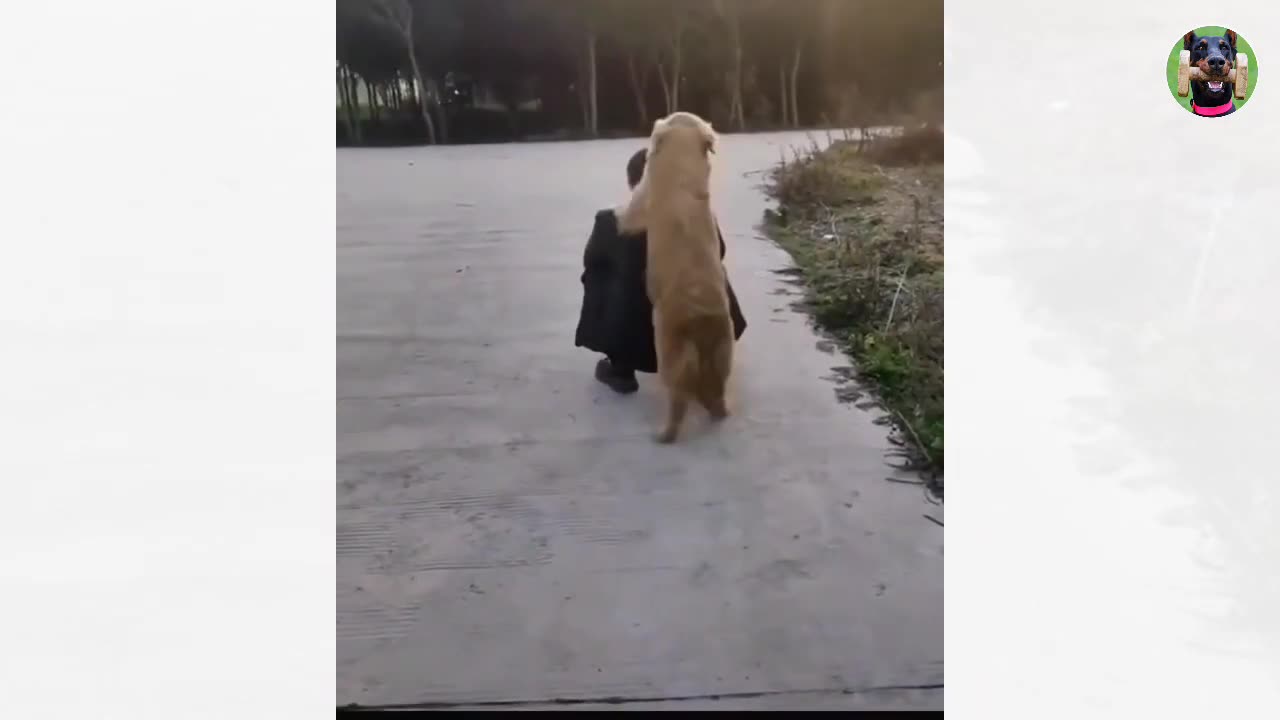 Cute dog and cat funny video Compilation