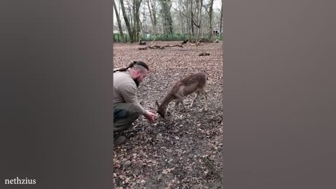 When Animals Are Always Excited To See His Human Best Friend _ Cute Animal Videos