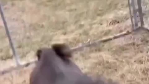 So funny goats 🐐😂😂