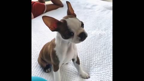 Best Animals 🔴 2 Minutes of Funny Cats and Dogs Videos 2022!