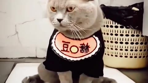 Animal funny videos cat funny videos