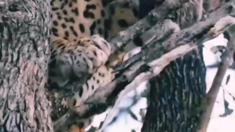 Leaopards are so powerful cats 🐈