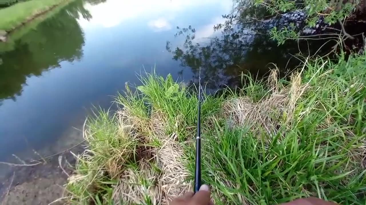 Where do such fish come from in the micro river Fishing with a spinning rod.