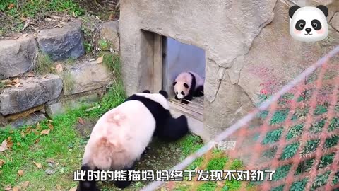The daily routine of a baby panda