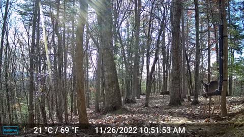The Woods – 11/27/2022