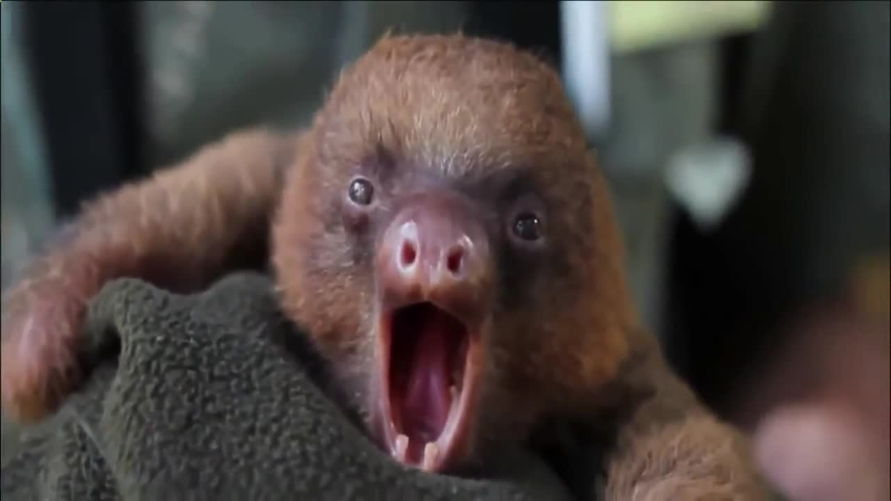little sloth sticks tongue out and yawn