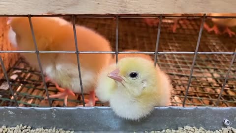 Cute baby chicken 🐓 so lovely ☺️
