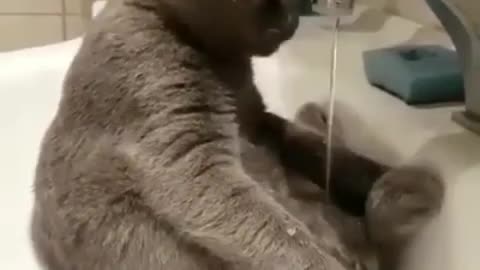 "Adorable Kitty Discovers Endless Fun with Tap Water! 🐱💦 Trending Cat Video 2023"