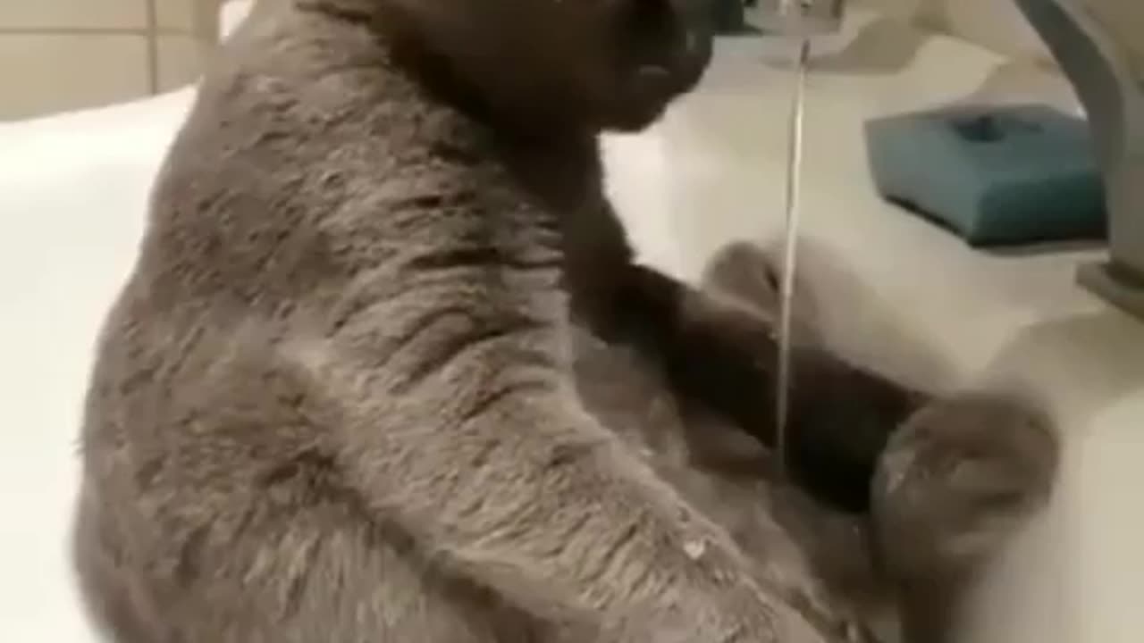 "Adorable Kitty Discovers Endless Fun with Tap Water! 🐱💦 Trending Cat Video 2023"
