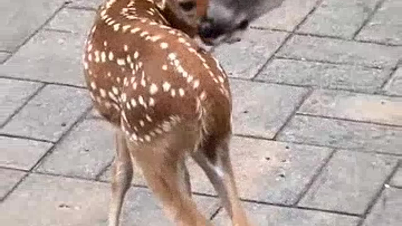 Mama deer introduced her babies
