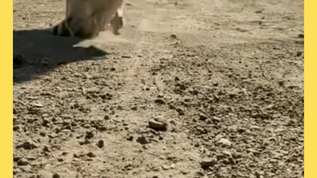 The King of Beast | The Lion King | Save Lion