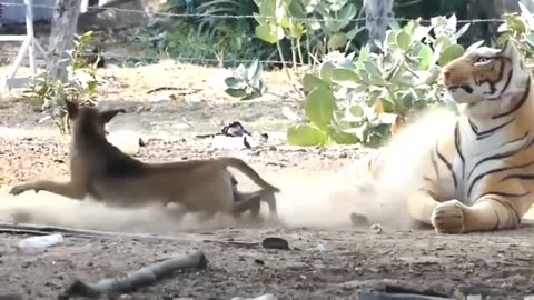 Most funny video