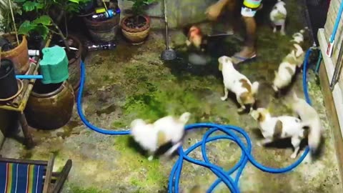 Heroic Puppies Alert Owner About Stranded Fish!