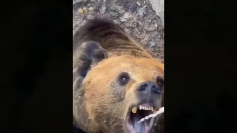 Funniest Cats And Dogs