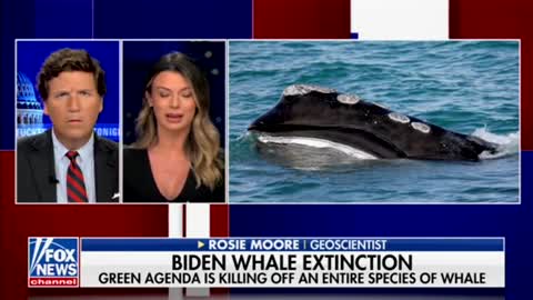 Geoscientist: Wind Turbines Off New England Coast Will Disrupt Whales Ability to Feed + Communicate