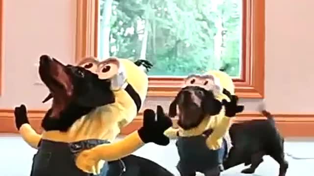 The dog plays the minions