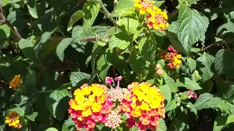 A terrified bee