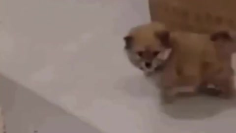 Funny Baby Animals