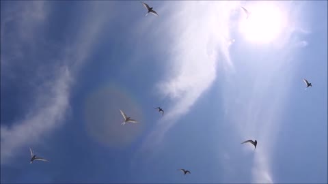 artic tern bay roberts