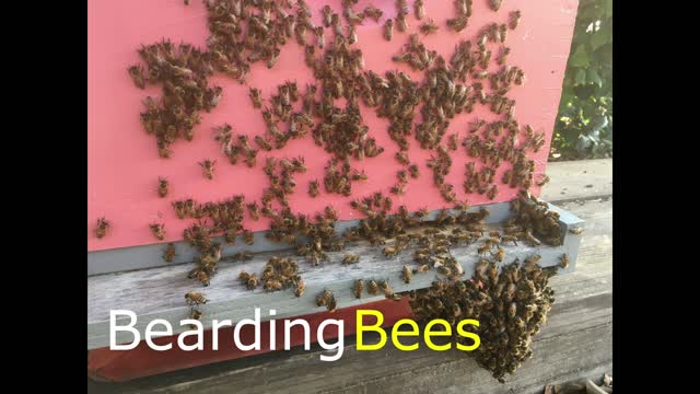 Bearding Bees