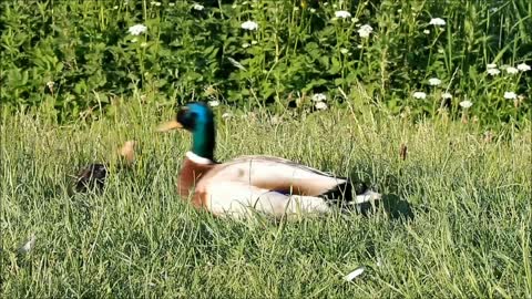 Mallard breeding season