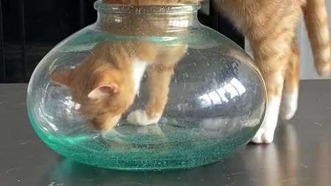 I got this…No problem!!!