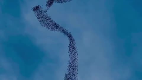 WHAT A GRACEFUL MURMURATION