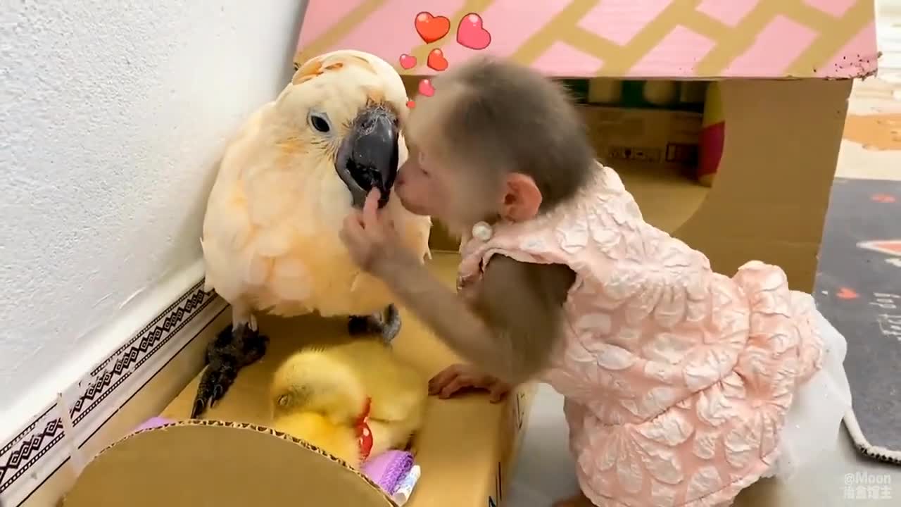 Khỉ con và những người bạn😘🙉🥰