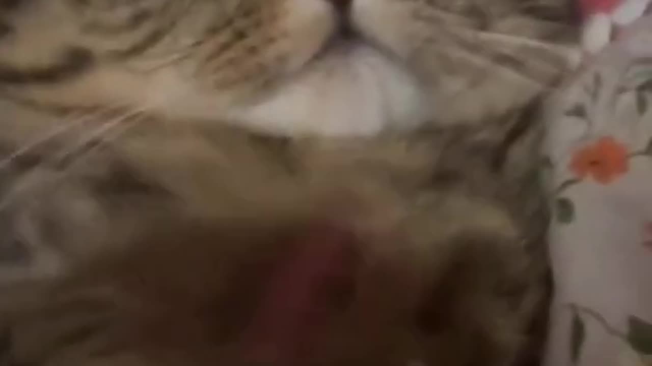 funny animals