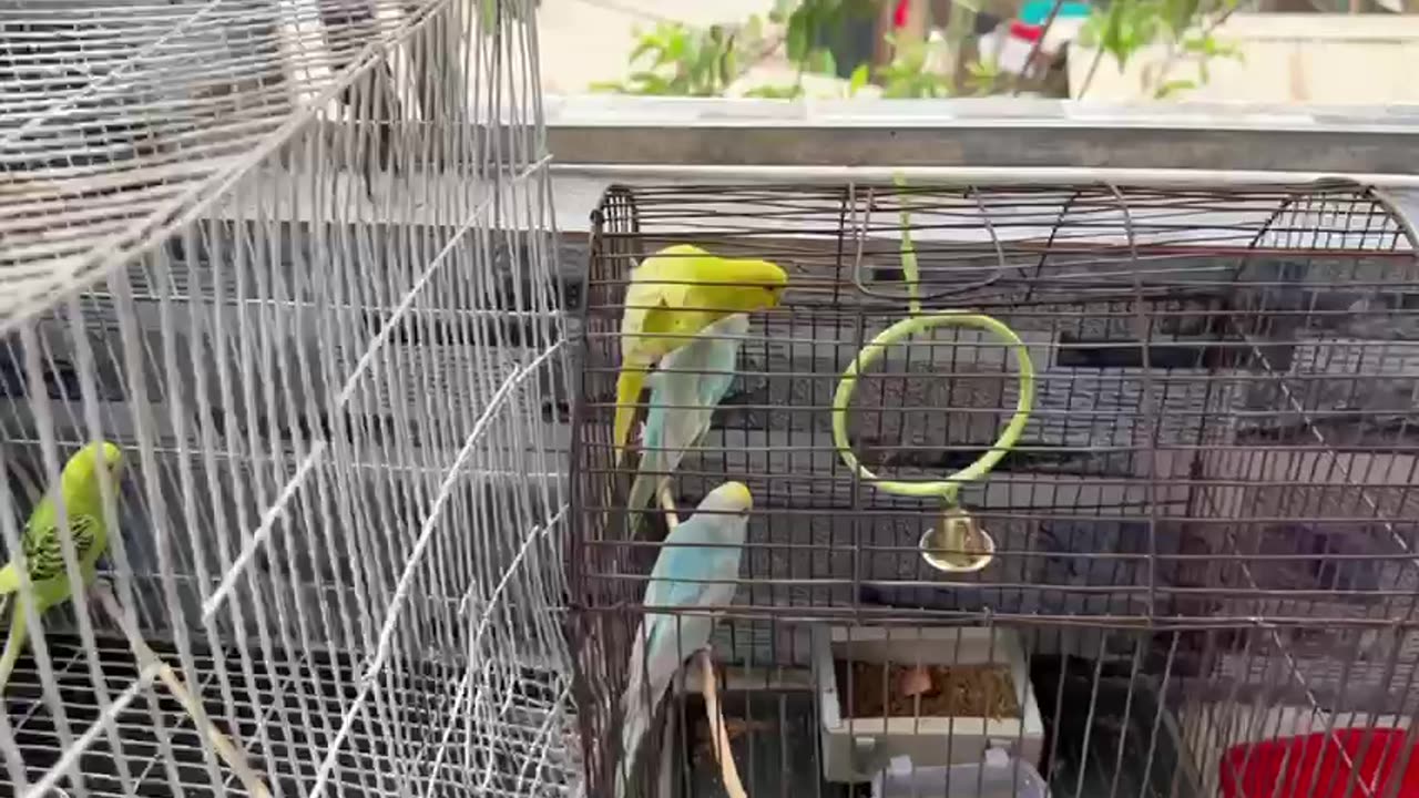 Bird || Care of Tia birds at home