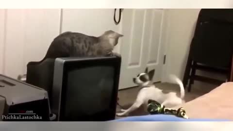Jokes with animals Cats vs dogs Jokes with cats