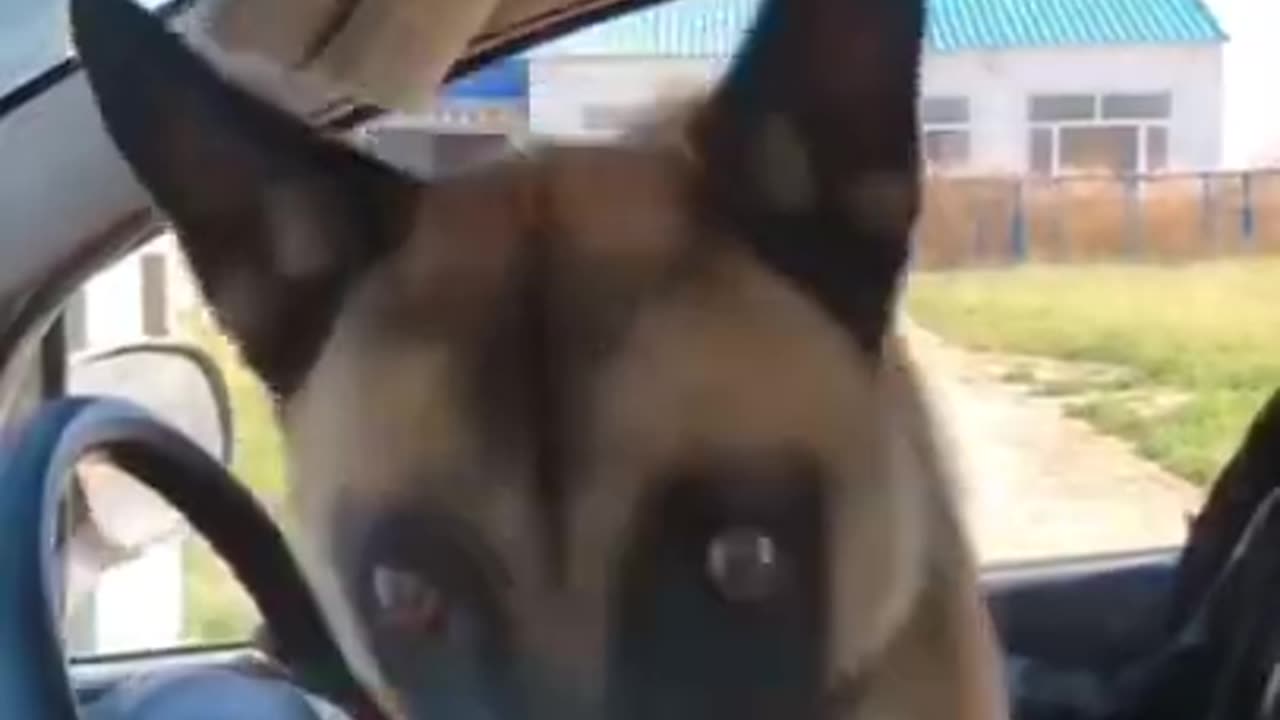 Funny animals videos