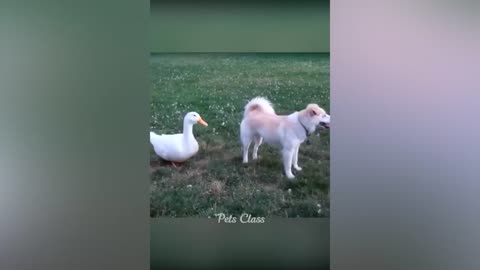 Funny animals 😂 cats😹& dogs😂