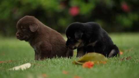 These two dogs just want to do something