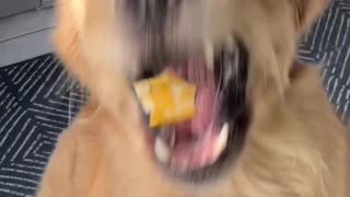 Transform Your Dog into a Fierce Wolf with UltraK9 Pro: The Ultimate Primal Nutrient Solution