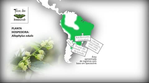 Vacum, faz borboleta 88 e tem outros nomes!