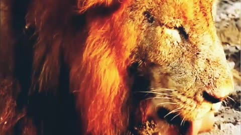 Lion 🦁