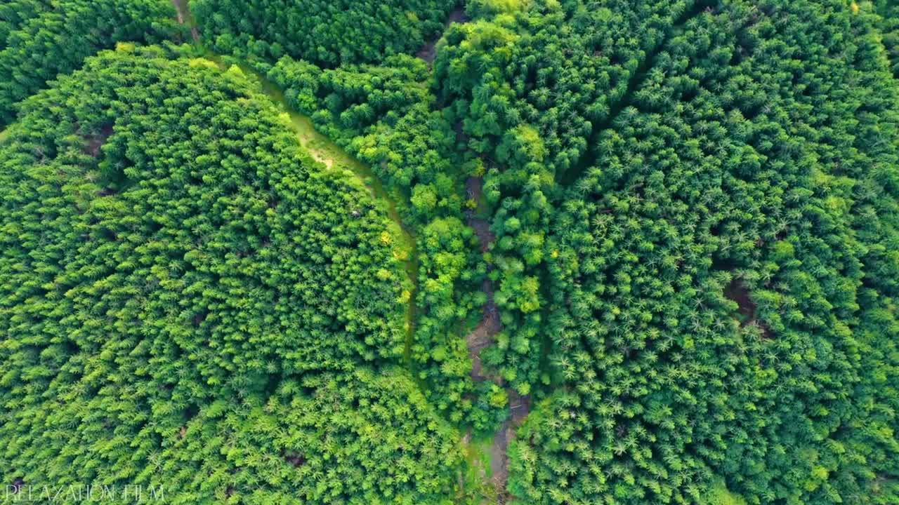 RELAXATION FOREST VIDEO 4K