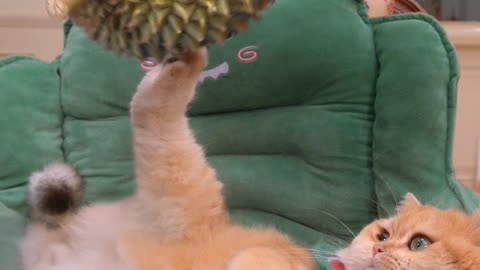 Funny cats video | Cute cat video | Cat funny moments