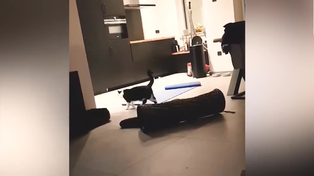 Animali Carini che fanno Ridere- Prova a non Ridere